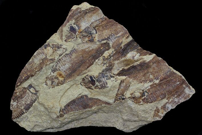 Fossil Fish (Gosiutichthys) Mortality Plate - Lake Gosiute #68404